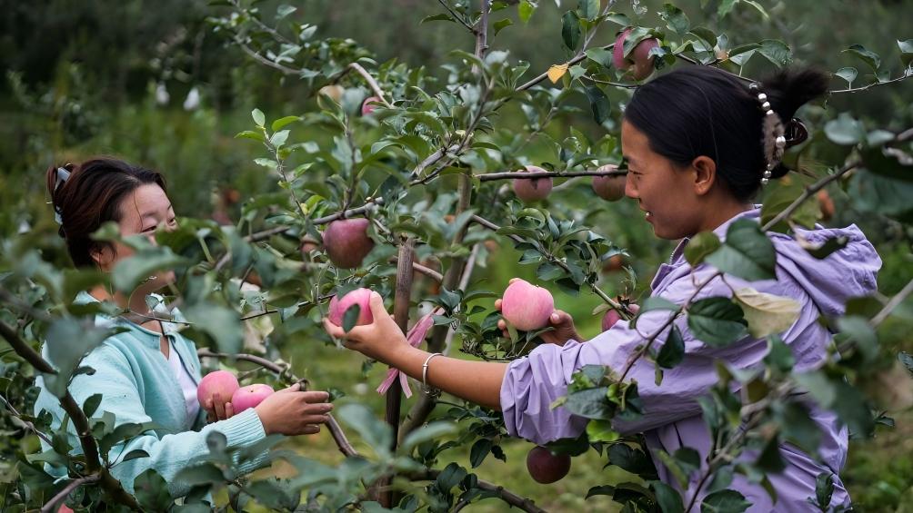 Early-ripening apples in China's Guizhou enter harvest season