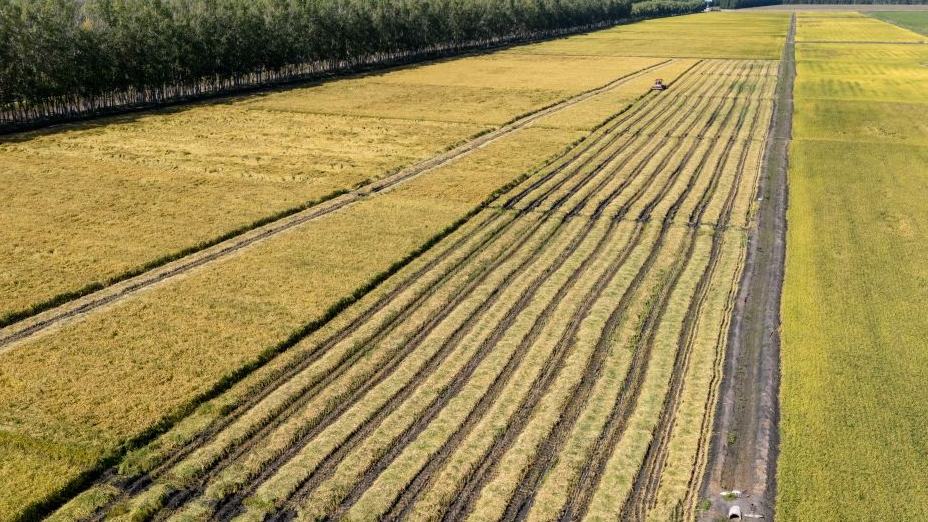 China's Heilongjiang advances all autumn harvest operations in orderly manner