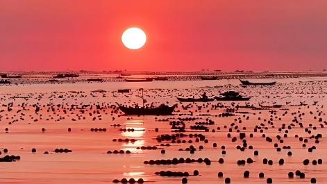 Fresh abalones harvested in Rongcheng, east China