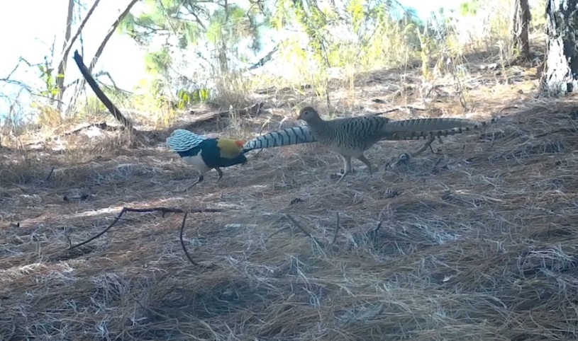 Male Lady Amherst's pheasant tries to woo a female, gets ignored