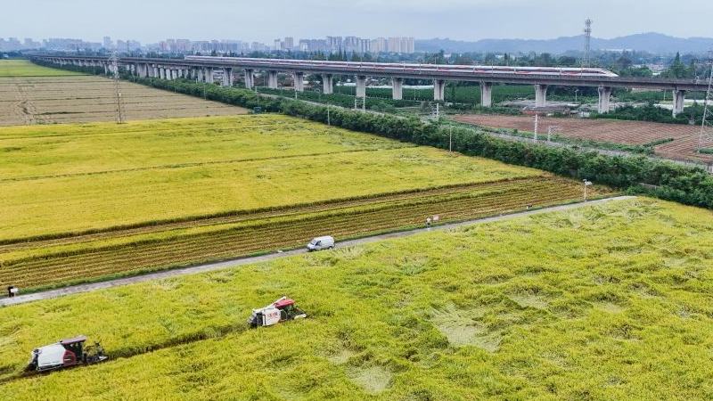 Rice harvest underway in Meishan, China's Sichuan