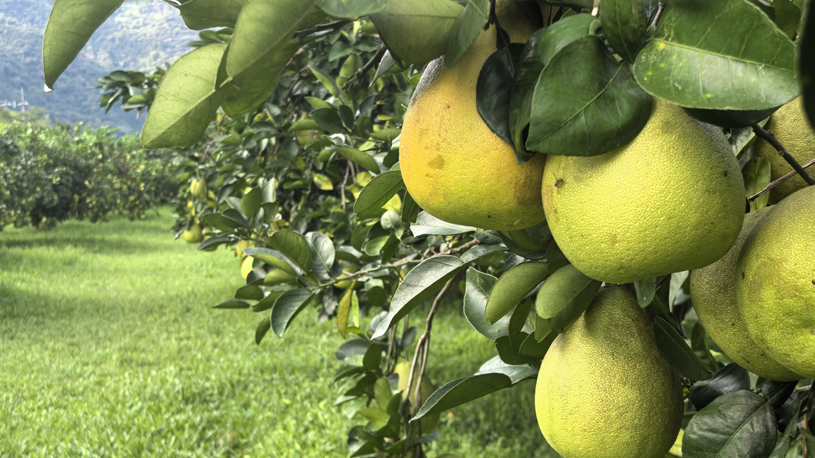 Reliable mainland market for Taiwan fruits challenges DPP's push for cross-Strait economic decoupling