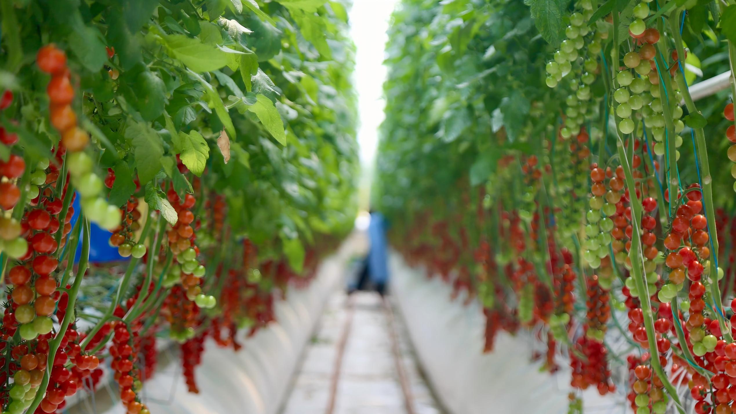 Jiangsu's assistance drives smart tomato farming in Xinjiang