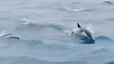 Dolphins leap and dive off Lianjiang coast