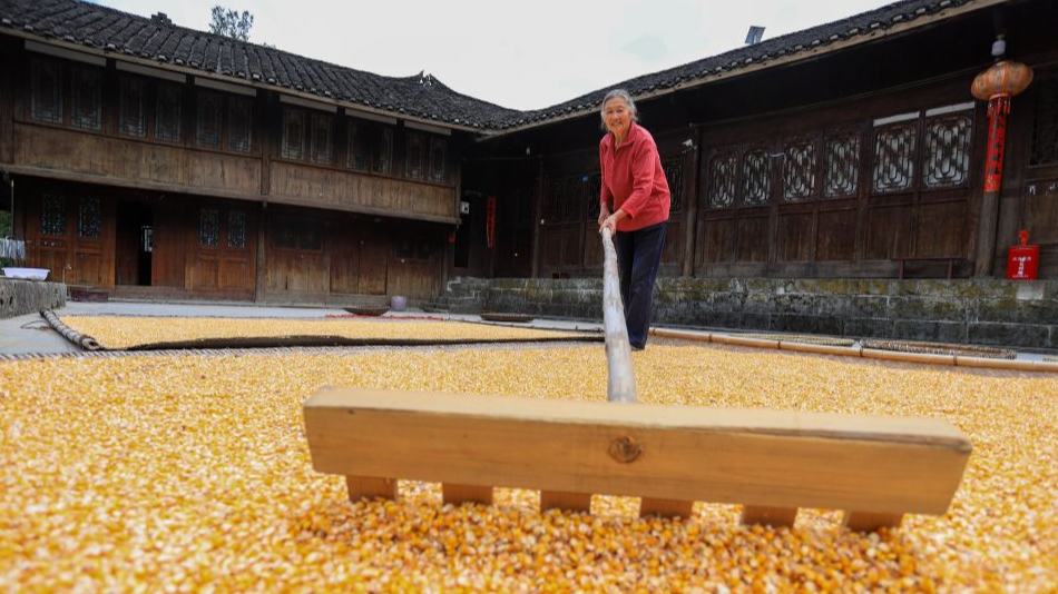 Farmers busy with autumn harvesting across China