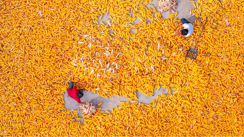 Farmers busy with autumn harvesting across China