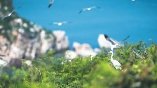 NE China's Liaoning makes significant progress in protecting migratory bird sanctuaries