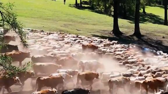 Massive cattle, sheep migration begins in Xinjiang