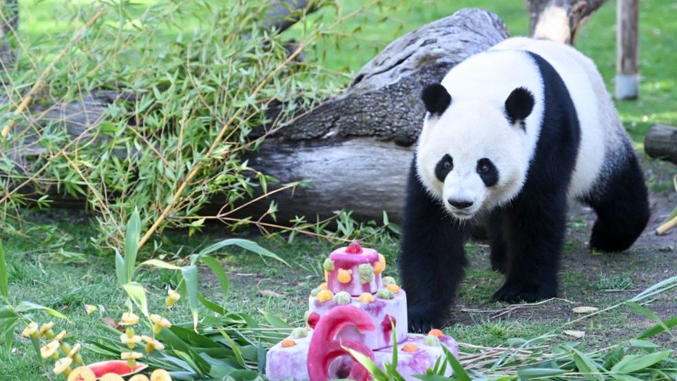 6th birthday party of giant panda couple Jin Xi, Zhu Yu held at Madrid Zoo