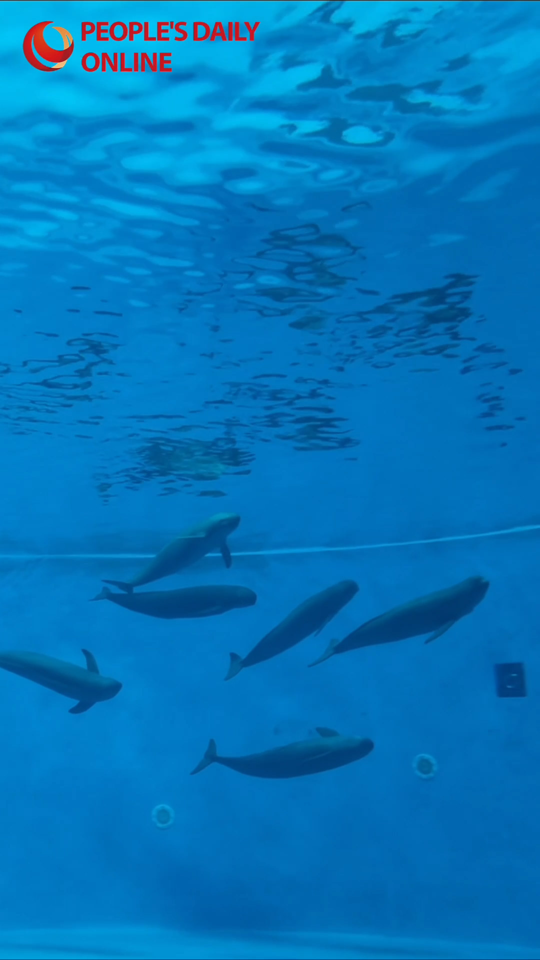 Yangtze finless porpoise: A window into a Wuhan's ecological success