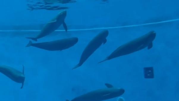 Yangtze finless porpoise: A window into a Wuhan's ecological success