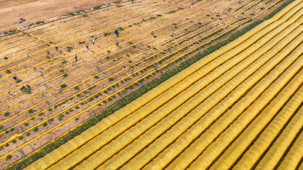 Ginseng harvest in full swing in Fusong, NE China