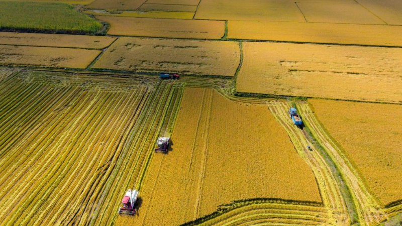 China's Heilongjiang enters autumn harvest season
