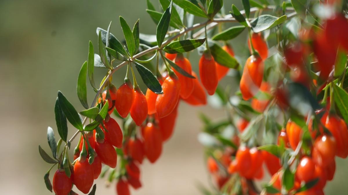 Goji berry industry thriving in NW China's Qinghai