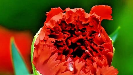 Timelapse: Vibrant red flowers burst into bloom