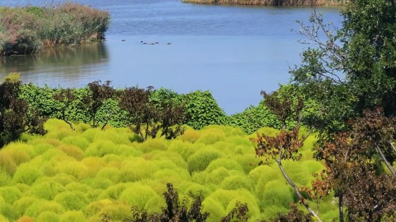 Sunlight brings out soft hues of kochia bushes in Tianjin park
