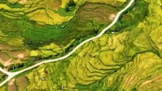 Harvest season brings Lianhe's terraced fields to life