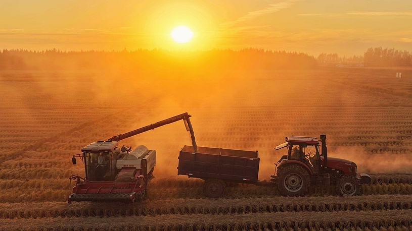 China's top grain producer Heilongjiang Province embraces harvest season