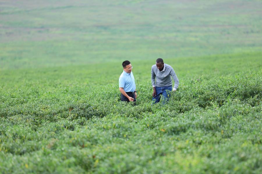 A business manager of Hunan Modern Agriculture International Development Co. Ltd checks the growing condition of chili peppers with a local staff member at the Gashora Farm in Nyagatare district, Rwanda, May 22, 2025. (Xinhua/Ji Li)