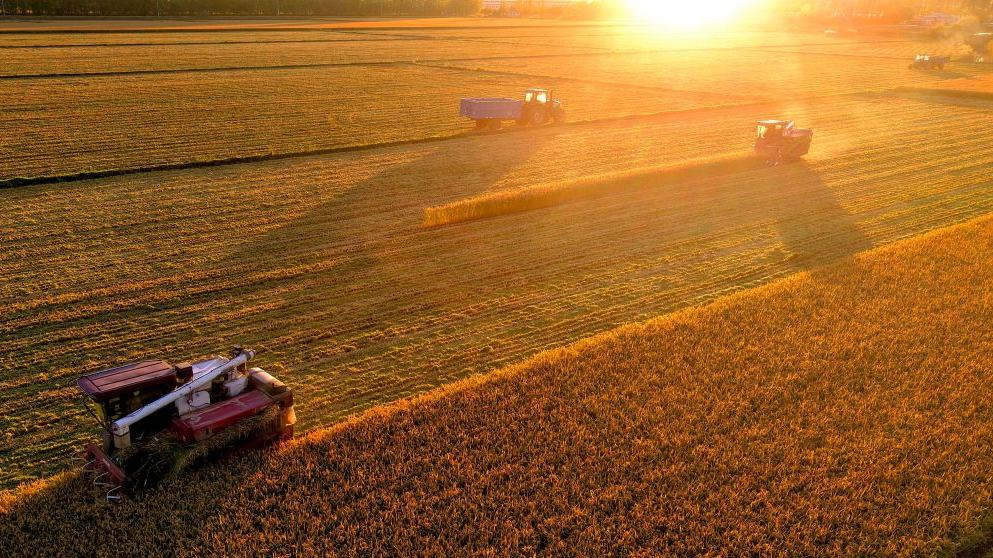 Bountiful harvest witnessed during National Day holiday in China's Heilongjiang