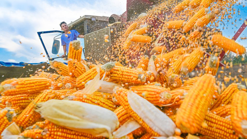 Autumn grain harvest in full swing across China
