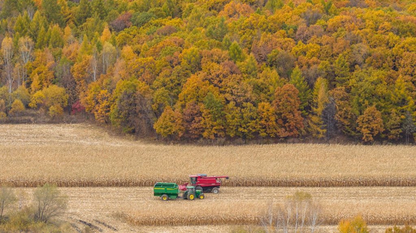 Autumn harvest in Heilongjiang, NE China