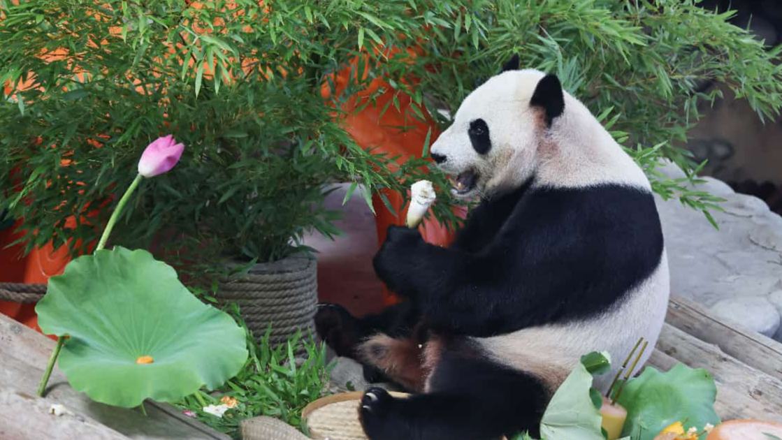 Panda conservation strengthens global ties