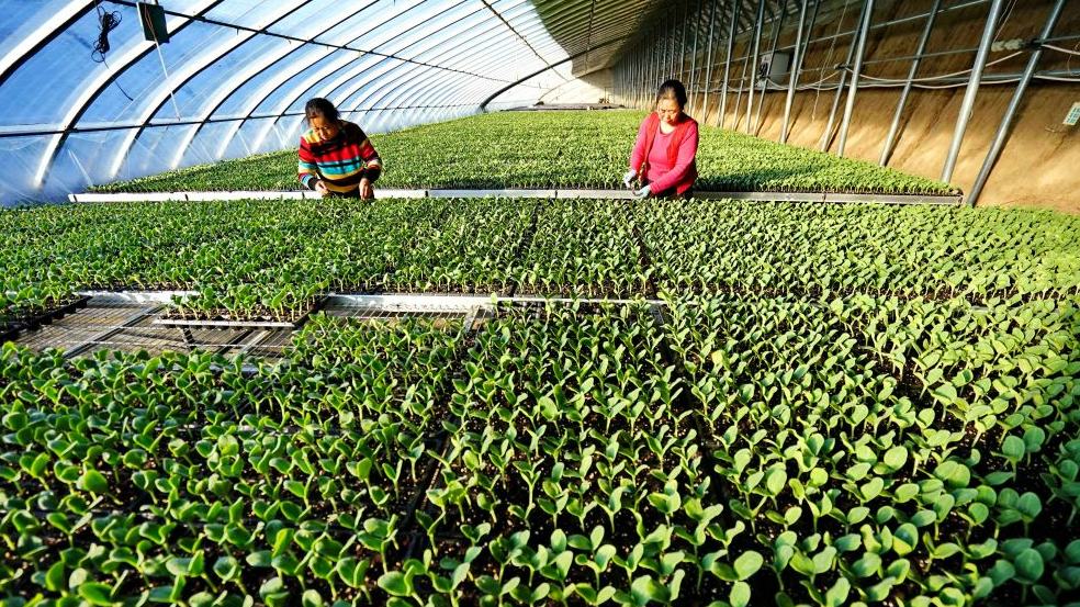 Two Chinese women named among FAO's 100 Women Heroes