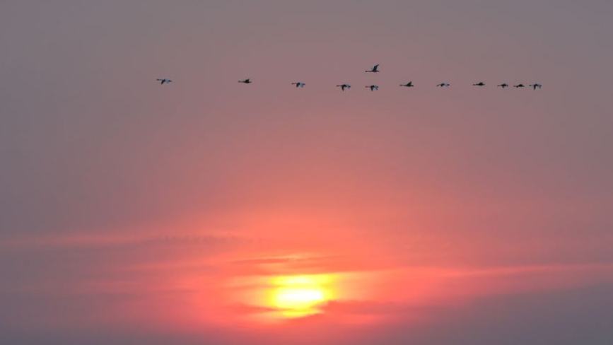 Migratory birds at Horqin National Nature Reserve
