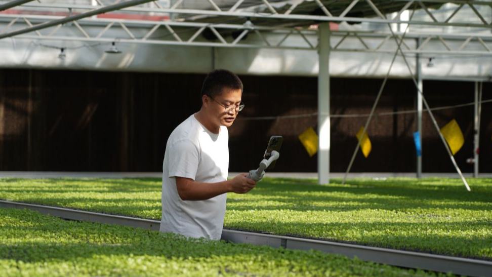 Suning County of China's Hebei promotes specialty agriculture