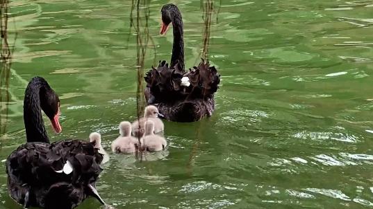 Sweet family moment: Black swans take their cygnets for a swim
