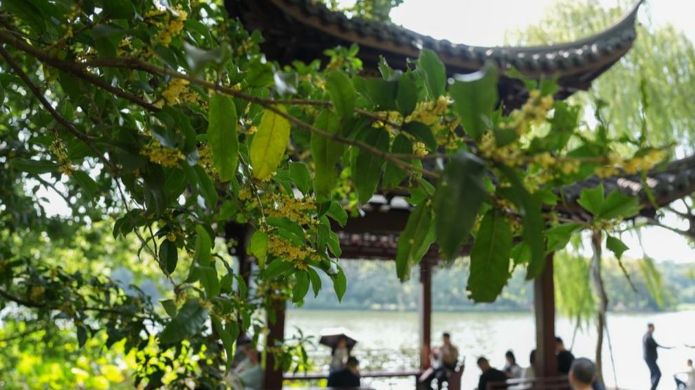 View of sweet osmanthus flowers at West Lake scenic spot in China's Zhejiang