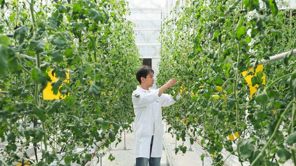 Seed industry thrives in Changfeng County, China's Hefei