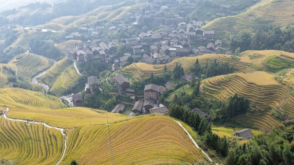 Autumn view of Longji terraced fields in Guilin City, south China's Guangxi