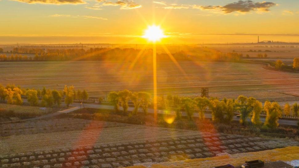 Autumn harvest in full swing in China's Heilongjiang