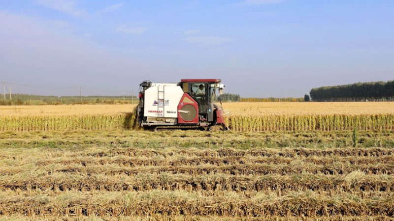 Rice harvest season arrives in Tangshan, N China's Hebei