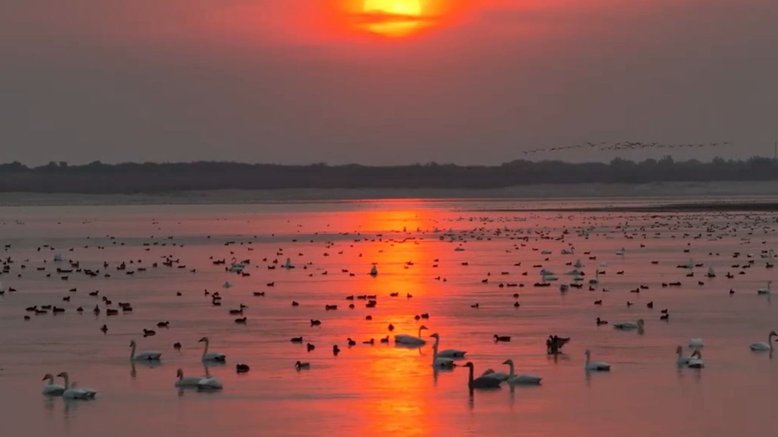 Migrating birds refuel at Horqin reserve in N China's Inner Mongolia