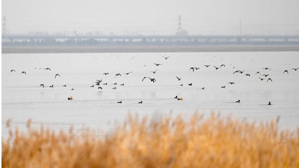 Autumn scenery of Huangqihai Lake nature reserve in Ulanqab, China's Inner Mongolia