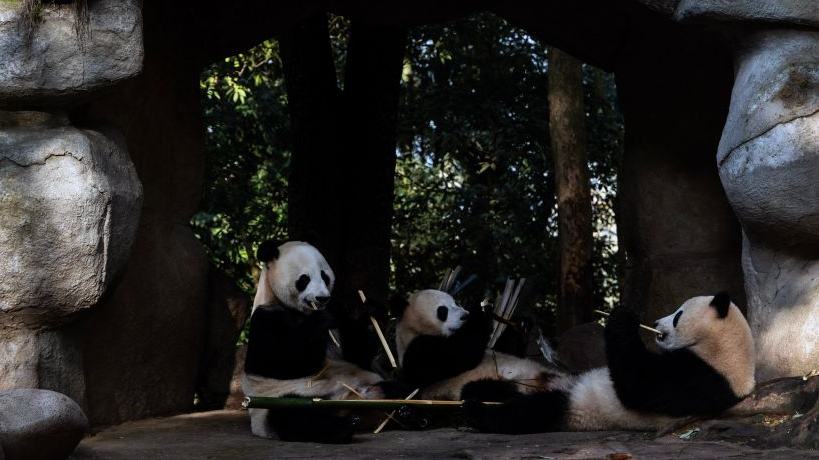 Ya'an base of China Conservation and Research Center for Giant Panda in Sichuan