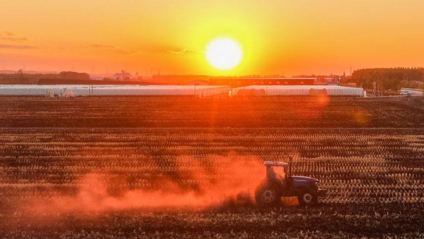 Autumn harvest scenes in Beidahuang, China's Heilongjiang