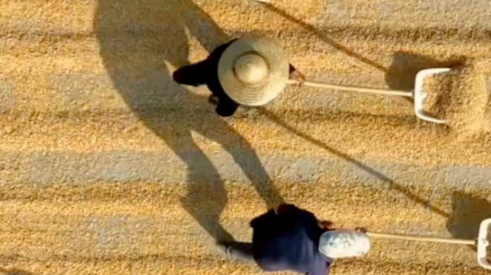 Golden corn kernels spread across drying grounds in Rizhao