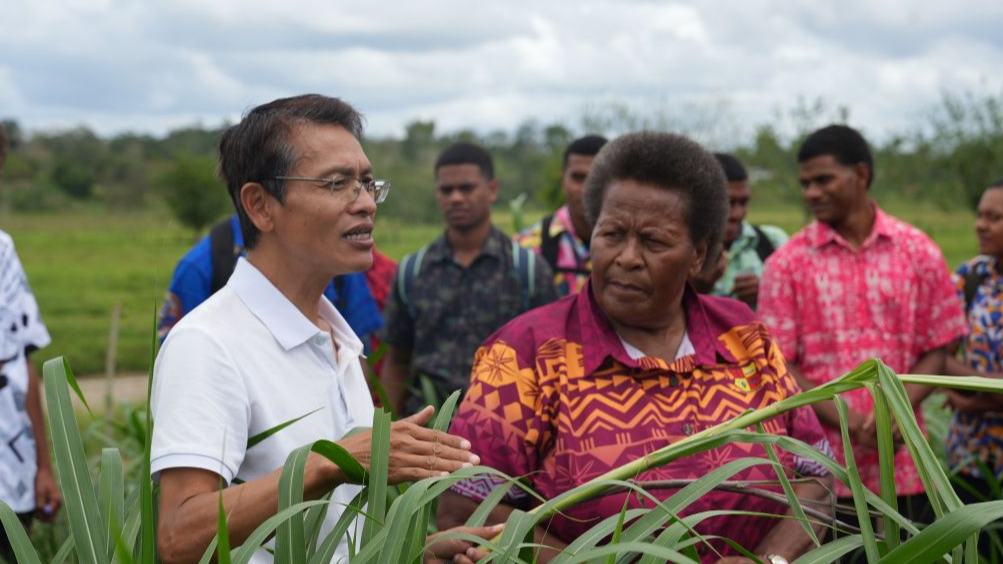 Chinese experts teach local students and farm staff about Juncao technology in Fiji