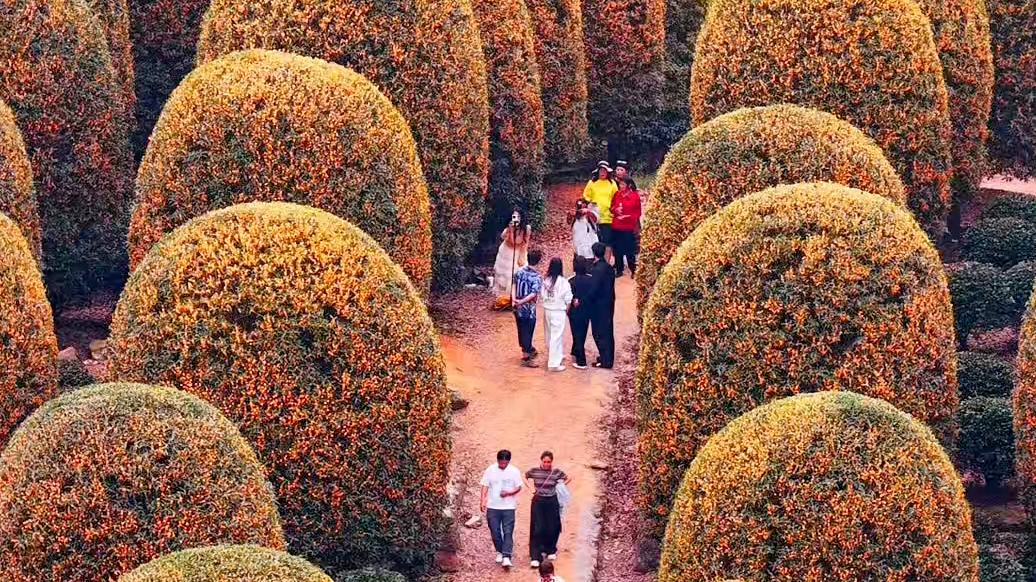 Mushroom-shaped osmanthus trees bloom in Hangzhou