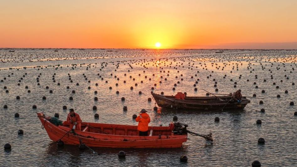 Workers nurture kelp seedlings at marine farm in Shandong's Rongcheng