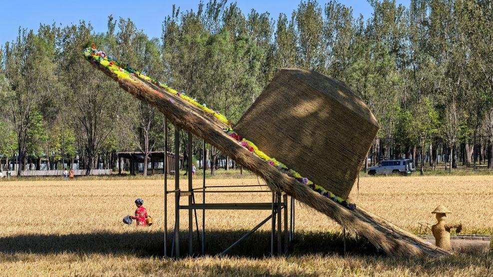 Tourists visit rice field in Beijing
