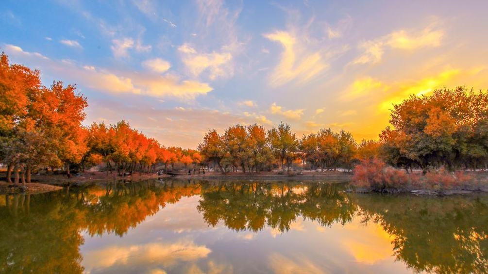 Autumn scenery of populus euphratica forests in Lop County, China's Xinjiang