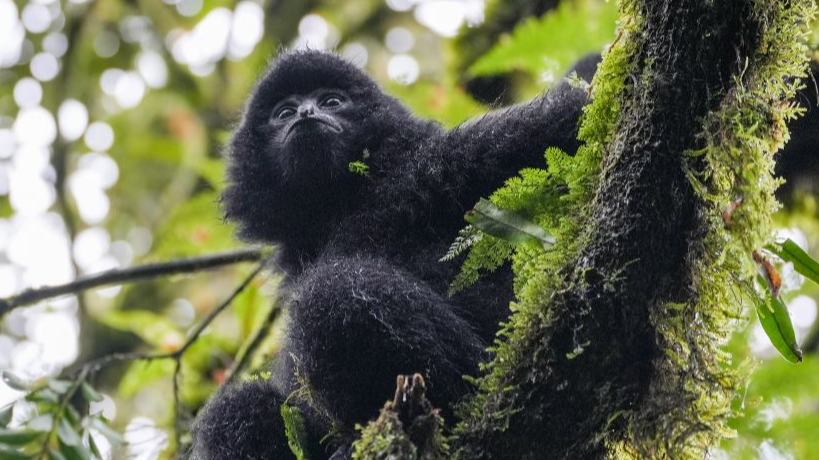 China's Yunnan strengthens ecological protection to build safeguard for western black crested gibbons