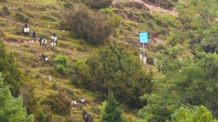 Nearly 320 black-and-white snub-nosed monkeys trek up a mountain slope in Yunnan