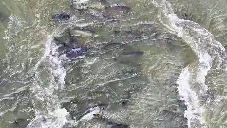 Fish populations rebound in Yangtze River under 10-year fishing ban