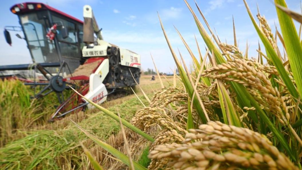 Autumn harvest in full swing across China